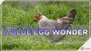 Cream Legbar Chicken Is This Blue Egg Wonder The Chicken For You [upl. by Aivul]