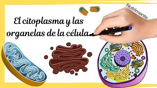 LA CÃ‰LULA EUCARIOTA  Citoplasma y organelas [upl. by Nonnair]