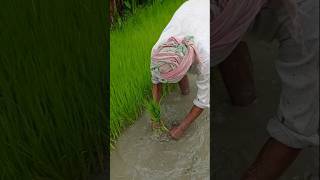 Uprooting Paddy Seedlings Ready for Transplant shorts [upl. by Angrist]