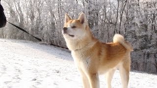 Akita Inu  Kaitô in the Snow [upl. by Inaj]