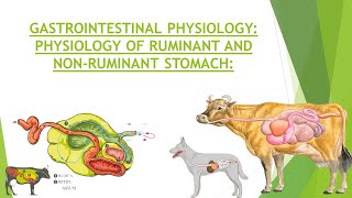 Physiology of Ruminant amp Non Ruminant Stomach  Gastrointestinal Physiology  Structure of Stomach [upl. by Yorgos]