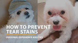 Tear Stain Solutions How to Keep Your Maltese Dogs Face Clean and Healthy [upl. by Orr]