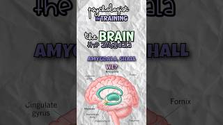 Understanding the Amygdala  Neuroscience  Psychology [upl. by Aneet]