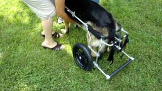 How to put a large dog in an Eddies Wheels dog wheelchair [upl. by Eenaej]