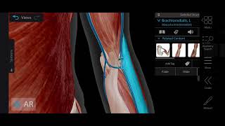 Cubital Fossa Anatomy 3d  Boundaries amp Contents of Cubital Fossa  Medical Medics [upl. by Voss]