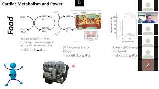 How metabolic energy supplies determines myocardial mechanical power output [upl. by Nnyrb]