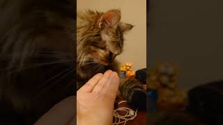 The cat only drinks kefir from my hand cat animals [upl. by Adama]