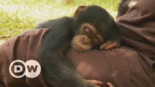 An orphanage for baby chimps in Liberia  DW English [upl. by Guinn]