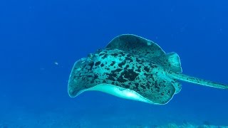 Snorkeling Ellaidhoo Chaaya Reef Maledives [upl. by Pritchard]