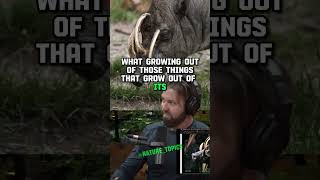 Discovering the Bizarre Babirusa A Wild Encounter with Forrest Galante amp Joe Rogan  JRE 1403 [upl. by Eeliah548]