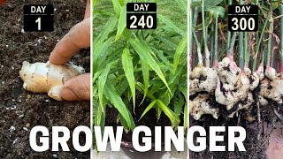 How to grow Ginger In Containers  Complete Growing Guide [upl. by Igiul778]