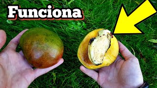 🥭 Como GERMINAR Mango MUCHO más RÁPIDO Cultivar y sembrar hueso o Semillas de mangos en maceta [upl. by Kathryne]