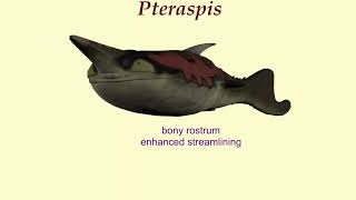 Pteraspis a jawless fish from the Devonian [upl. by Aiepoissac606]