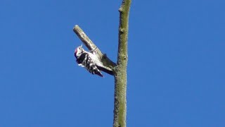 Kleinspecht Lesser spotted woodpecker [upl. by Grantham]