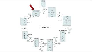 Pyruvate Oxidation and the Citric Acid Cycle [upl. by Idnahc]