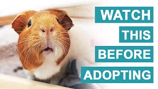 5 Beginner Tips Before Adopting Guinea Pigs  GuineaDad [upl. by Darom]