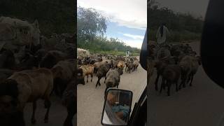 Goat farmpahadi goat farmdumba chakki dumba [upl. by Enelhtac]