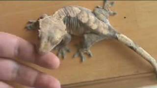 Crested Gecko Shedding [upl. by Lauer]