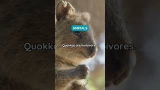 Quokka Animal Diet 🦘 [upl. by Ysirhc]