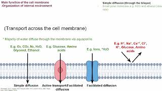 The cell membrane Summary of structure function and synthesis of the cell membrane [upl. by Icart]