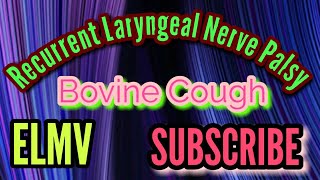 Bovine Cough with Recurrent Laryngeal nerve palsy [upl. by Cost]