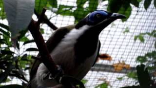 Blue faced Honeyeater [upl. by Zinnes234]