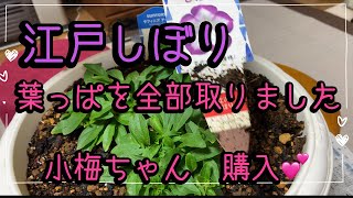 【江戸しぼりの古い葉っぱ取り】サフィニアアート小梅ちゃん購入 秋田市一般人の庭 [upl. by Pik180]