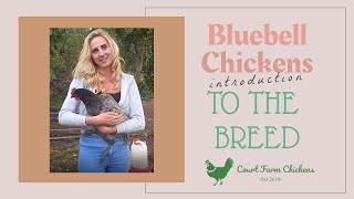 Bluebell Chickens  Are they good pets An introduction to the breed [upl. by Varipapa]