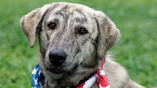 Special Forces soldier reunites with dogs from Afghanistan [upl. by Niwrud]