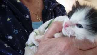 402 MommaCat Lily Puff 3 Wks Old hear him nursing amp purring VOKRA [upl. by Paolina]