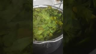 How to prepare biopesticides from Neem at homesimply boil and store the concentrateorganic [upl. by Yolane]