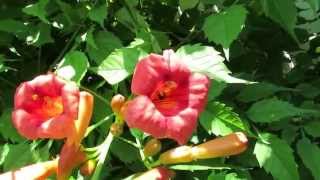 Balboa Sunset Campsis radicans Trumpet vine [upl. by Godbeare132]