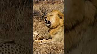 Lion Vs Cheetah Epic Showdown For Survival [upl. by Erdied]