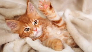 24 Hours Relaxing Music for Cats  Music to Relax Cats Stress Relief Peaceful Piano Music😽 [upl. by Netsriik]