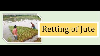 Jute Retting [upl. by Sidman415]