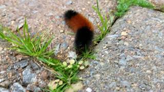 Isabella Tiger Moth Caterpillar Woolly Bear pooping [upl. by Wadlinger]