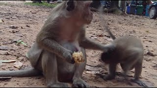 Popeye Mother Monkey Fight And Pulled Sweet Pea Monkey Due To [upl. by Godard651]