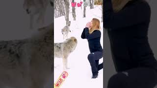 wolf and woman kisswolf friendship with women viral videowolf trending wolf friendly women 💕 [upl. by Ardnuassak]