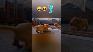 Perro se divierte frente al espejo 🤣🐾 perro perrosdivertidos humor dogshorts dog funny shorts [upl. by Haidadej]