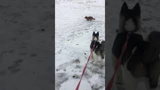 American akita vs fox dog [upl. by Nolahp]