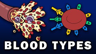 BLOOD TYPES  ABO and Rh Blood Group Systems [upl. by Arda852]