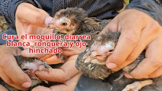 Remedio Casero para Curar el moquillo diarrea blanca ronquera y ojo hinchado en Pollos y Gallinas [upl. by Absa]