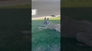 Big Malinois puppy graduated from training today 💪 belgianmalinois puppy puppytraining trending [upl. by Ardnyk]