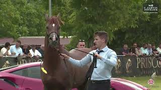 N 82 JUSTICE AL KHAMSA Vesuvio Trophy 2024 International Show Stallions 4 6 Years Old Class 10 [upl. by Walther376]