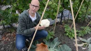 Vlog 13 moestuin Oogst en bewaren van de bloemkool uit de moestuin [upl. by Ax665]