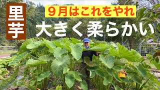 田舎暮らしの日常 柔らかくて、大きな里芋を作るコツはこれだ 特に9月はこれをやると芋が急激に大きくなる ￼飛騨の山奥での生活 [upl. by Etz]