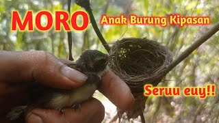 Serunya Berburu Anakan Burung Kipasan yang Baru Keluar Dari Sarang [upl. by Hawker]