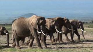 Amboseli [upl. by Kwei]