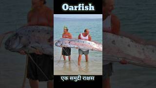 Oarfish एक समुद्री राक्षस shortvideo [upl. by Findley]