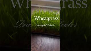 Wheatgrass for skin health wheatgrass healthyskin wheatgrassjuice wheatgrassbenefits eatclean [upl. by Anirres]